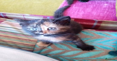 Mixed Breed cats - Advert 4