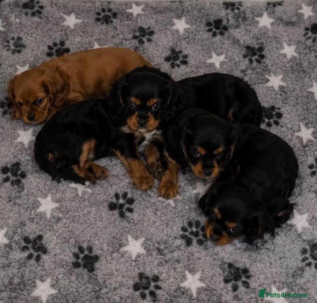 Cavalier King Charles Spaniel dogs Adorable litter of cavalier puppies - Advert 6