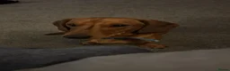 Dachshund dogs for sale: Male dachshund  - Advert 2