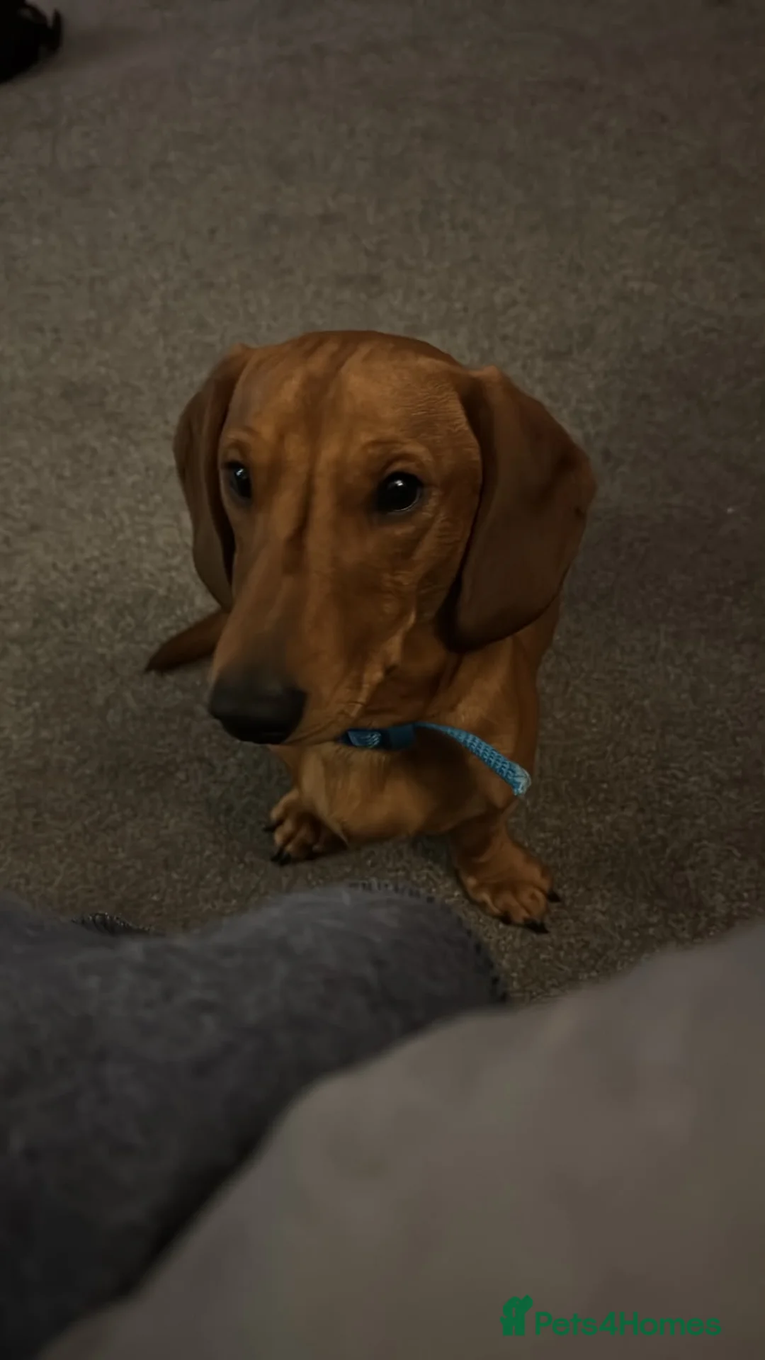 Dachshund dogs for sale: Male dachshund  - Advert 2