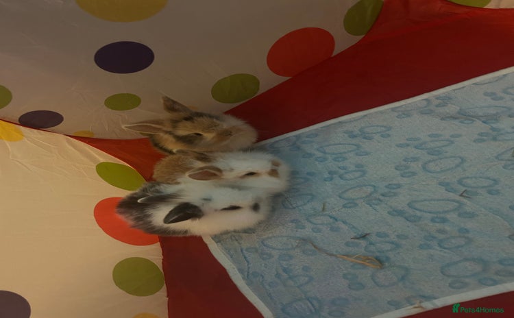 Mini Lion Lop rabbits - Advert 13