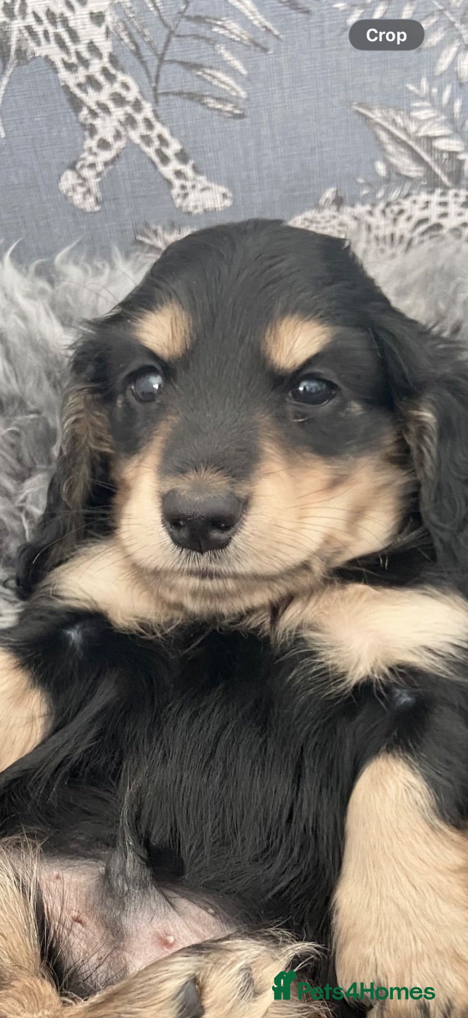 Miniature Dachshund dogs KC Reg, Health Tested Mini Longhaired Puppies  - Advert 2
