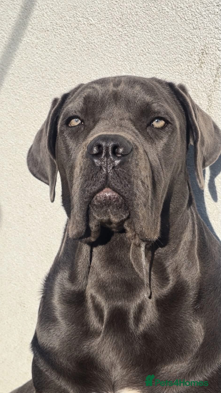 Cane Corso dogs Beautiful blue cane corso female - Advert 10
