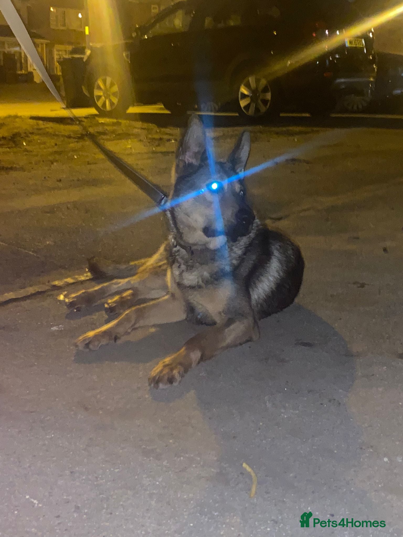 German Shepherd dogs German shepherd pup - Advert 1