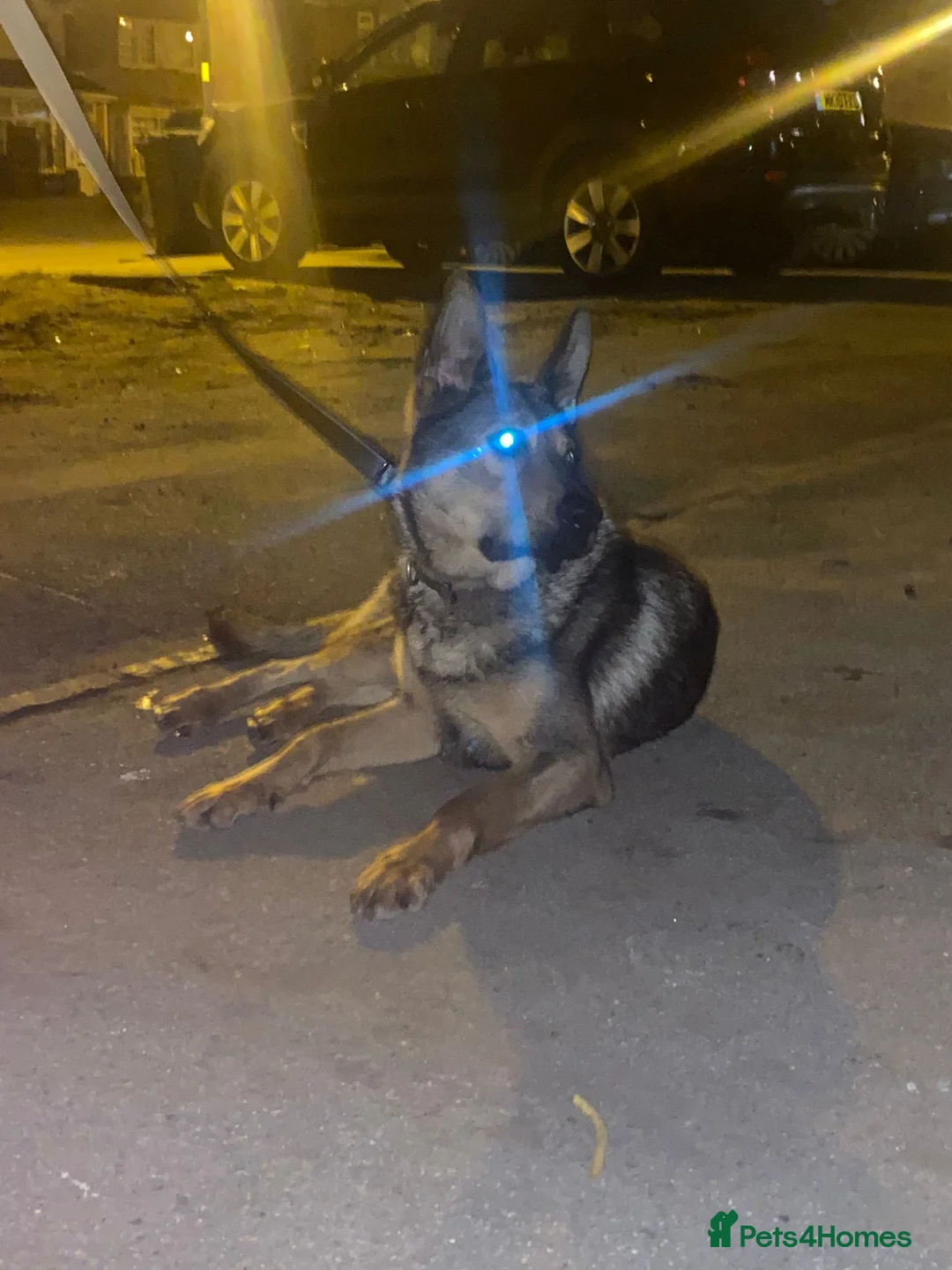 German Shepherd dogs for sale: German shepherd pup in Birmingham - Advert 1