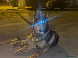 German Shepherd dogs German shepherd pup - Advert 2