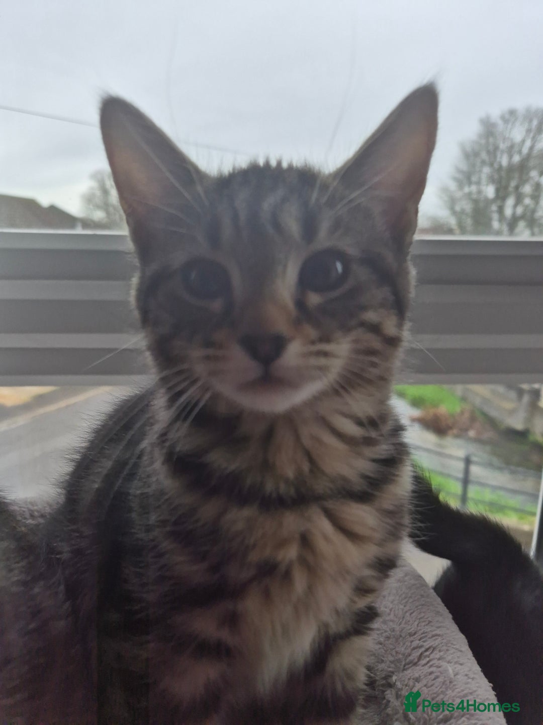 Mixed Breed cats for sale: 5 lovely affectionate kitten looking for home - Advert 20