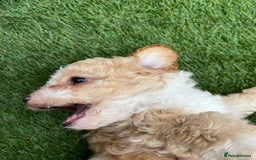 Cavapoo dogs for sale: Beautiful cavapoo puppies  - Image 22