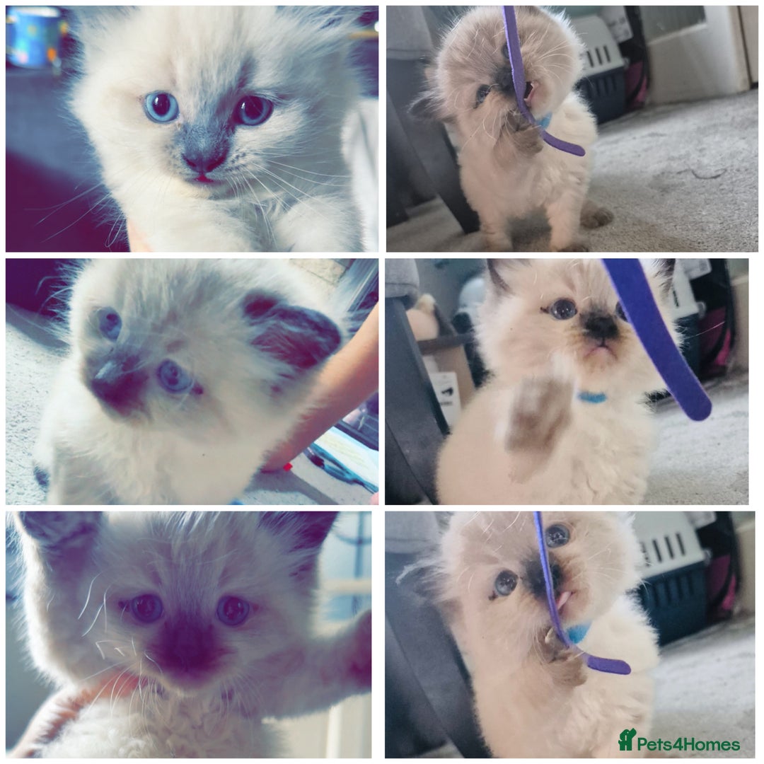 Ragdoll cats for sale: Ragdoll kittens for sale  - Image 1