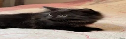 Mixed Breed cats for sale: Blacky and Stormy  in Luton - Advert 5