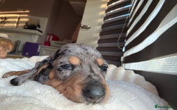 Dachshund dogs for sale: ⭐️KC reg miniature ⭐️stunning litter Dachshunds  - Image 10