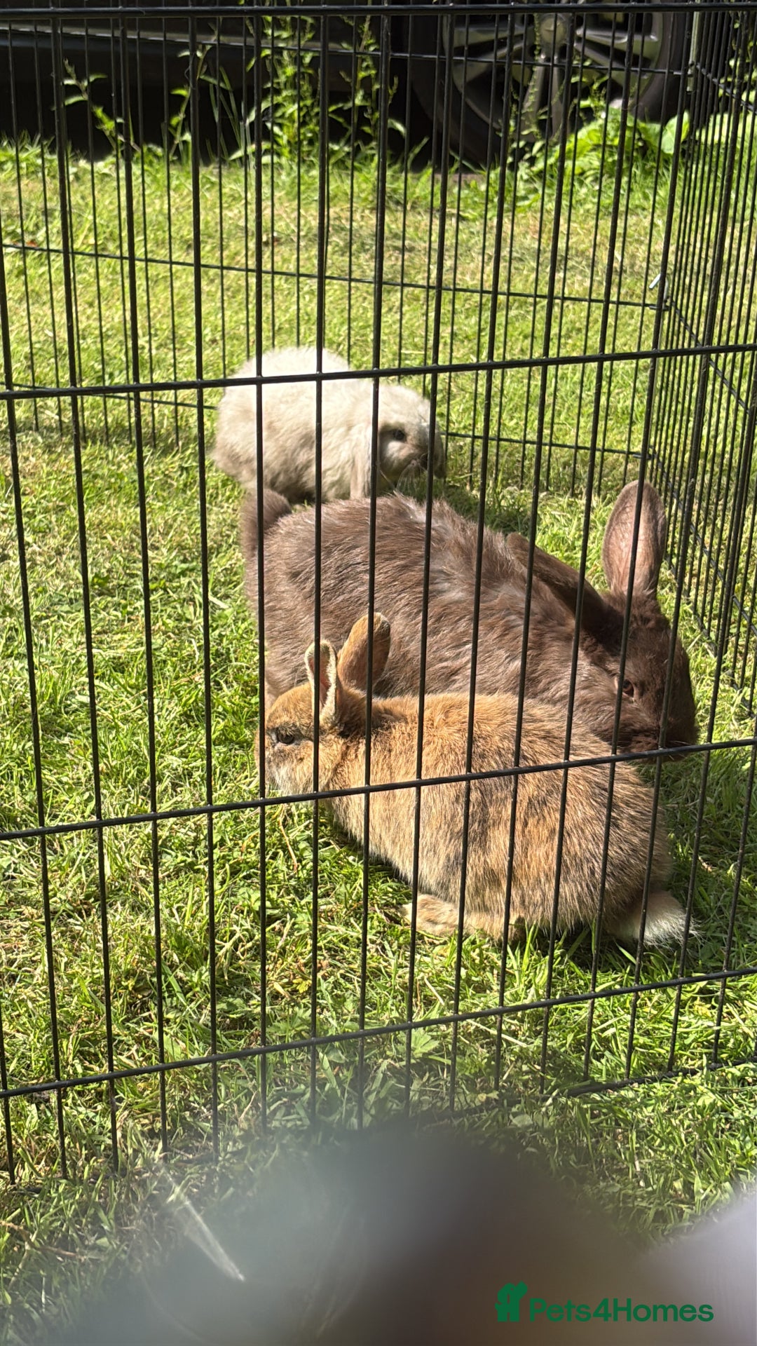 Mini Lion Lop rabbits for sale: Super friendly and loving babies - Image 7