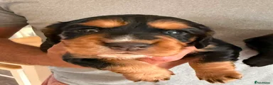 Cocker Spaniel 2