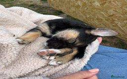 Mixed Breed dogs for sale: Belgian malinois x Anatolian shepherd mix pups 🐶  - Image 21