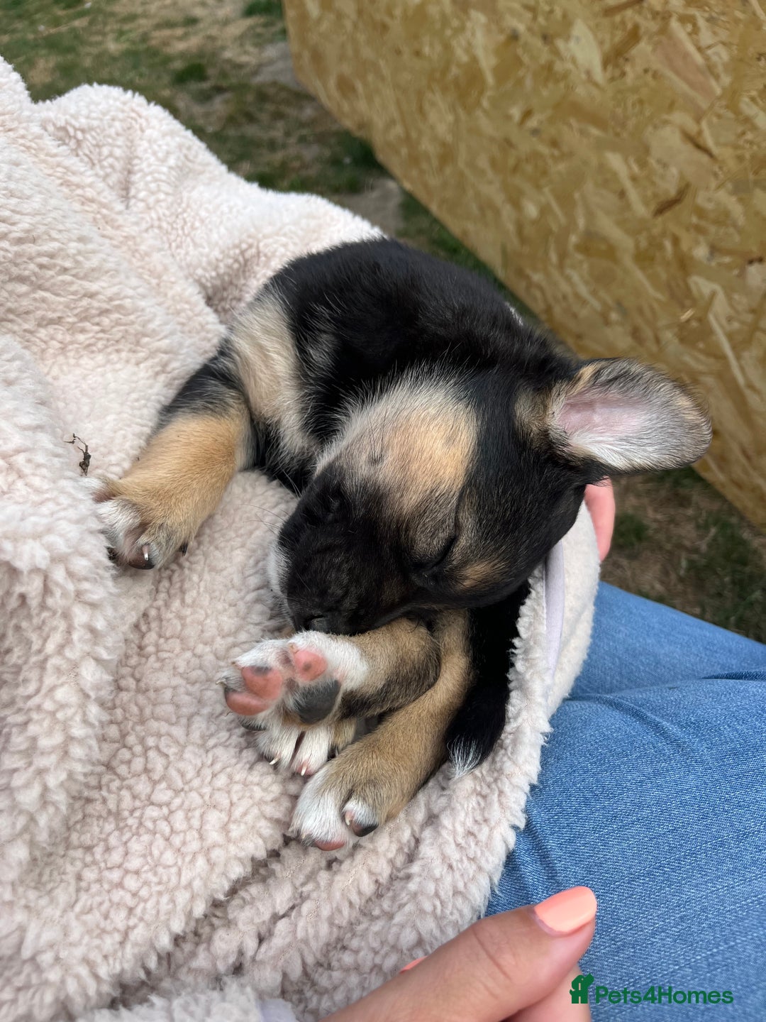 Mixed Breed dogs for sale: Belgian malinois x Anatolian shepherd mix pups 🐶  - Image 21