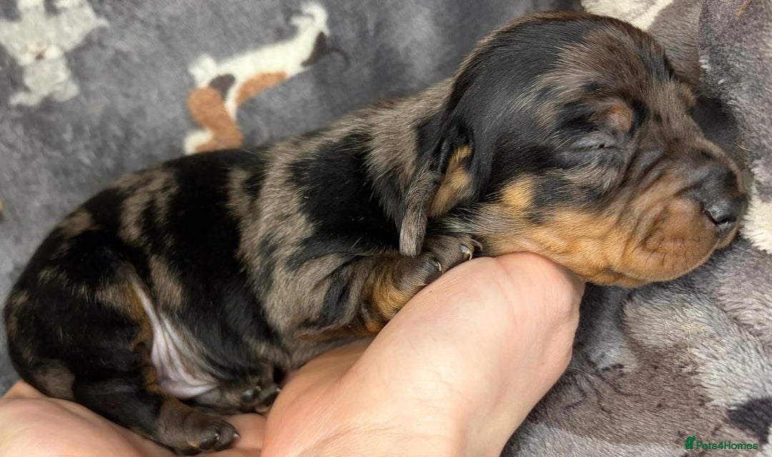Miniature Dachshund dogs for sale: Beautiful dachshund puppies for sale  - Advert 2