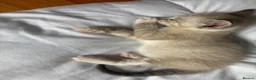 Mixed Breed cats for sale: 2 male tan tabbies  - Advert 16