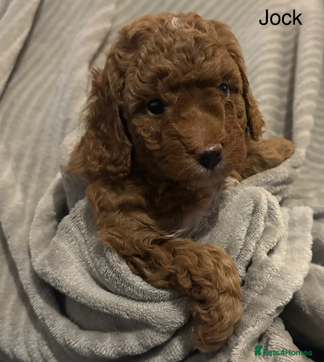 Cavapoo dogs for sale: 1 boy left! Ready 11th December Red F1BB Cavapoo   - Advert 10