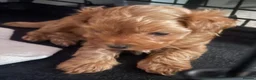 Maltipoo dogs for sale: 3 Stunning male  multipoo puppies in Chatteris - Advert 28