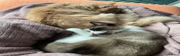 Mixed Breed cats for sale: Coco and kiwi  - Advert 24