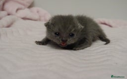 British Shorthair cats for sale: Solid Blue & Blue Golden Spotted Tabby Kittens - Image 9