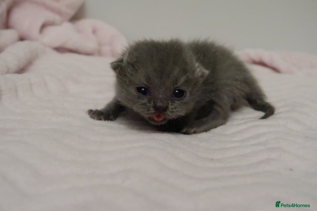 British Shorthair cats for sale: Solid Blue & Blue Golden Spotted Tabby Kittens - Image 9