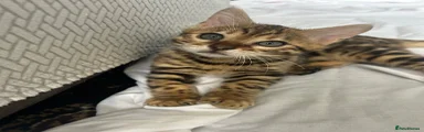 Bengal 1