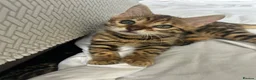 Bengal cats for sale: cutest bengal boy - Advert 3