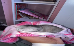 Scottish Fold cats for sale: 2 girl mixed scottish fold kittens  - Image 3