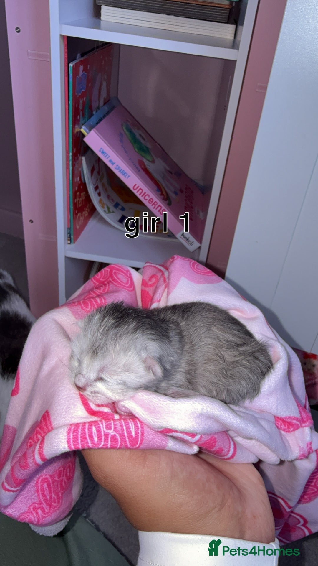 Scottish Fold cats for sale: 2 girl mixed scottish fold kittens  - Image 3