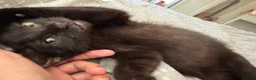 Mixed Breed cats for sale: Two black male kittens  - Advert 7
