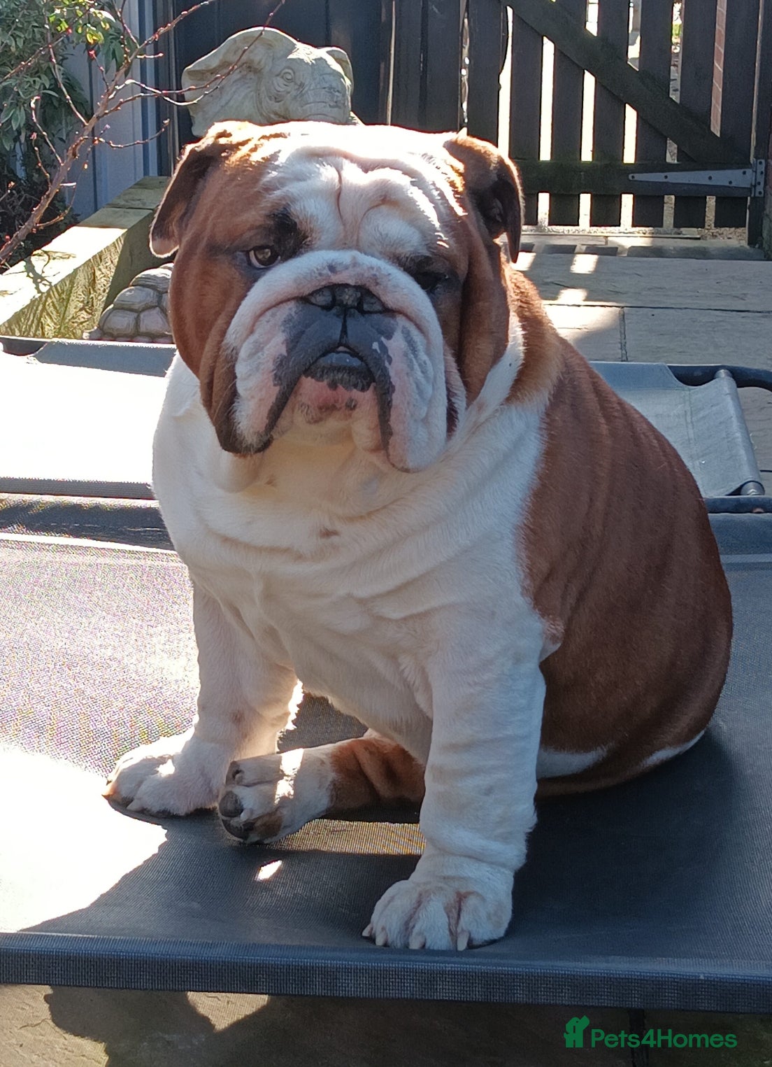 English Bulldog dogs For Stud: George (red/white) PROVEN in Brighouse - Advert 2