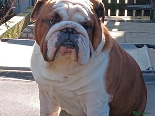 English Bulldog dogs For Stud: George (red/white) PROVEN in Brighouse - Advert 8