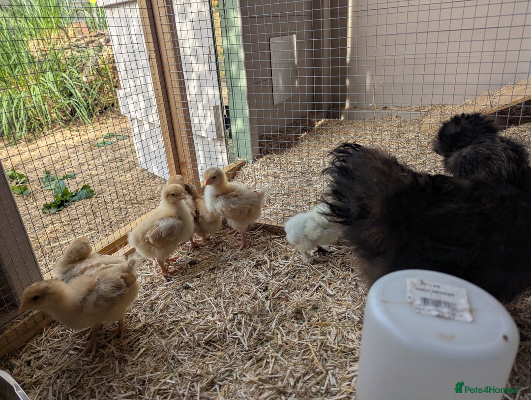 Chickens poultry for sale: 4 Buff Orpington Cockerels 6 weeks old - Image 7
