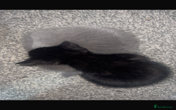 Mixed Breed cats for sale: Kittens for sale  - Image 5