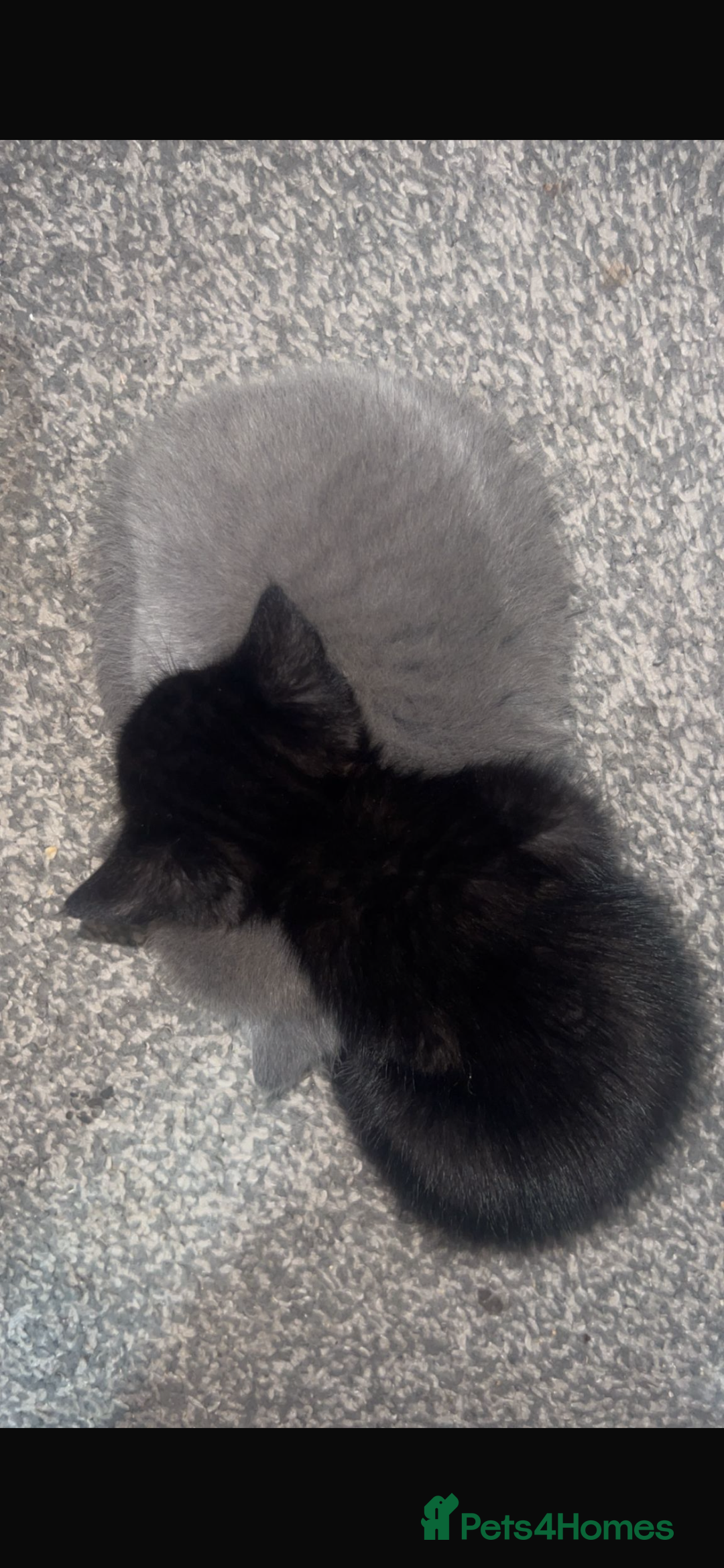 Mixed Breed cats for sale: Kittens for sale  - Image 5