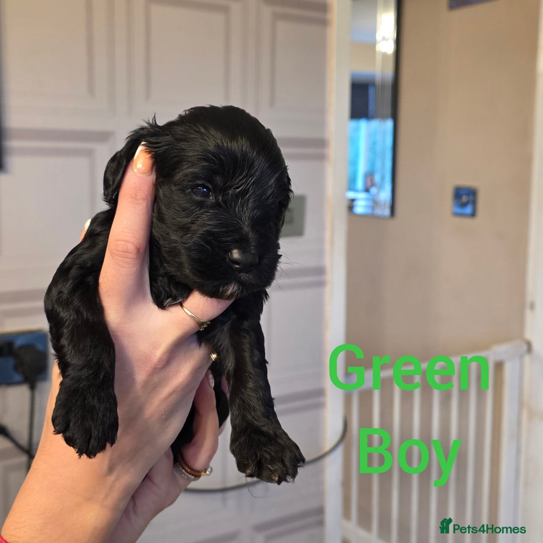 Cockapoo dogs for sale: Cockapoo Puppies - Advert 6