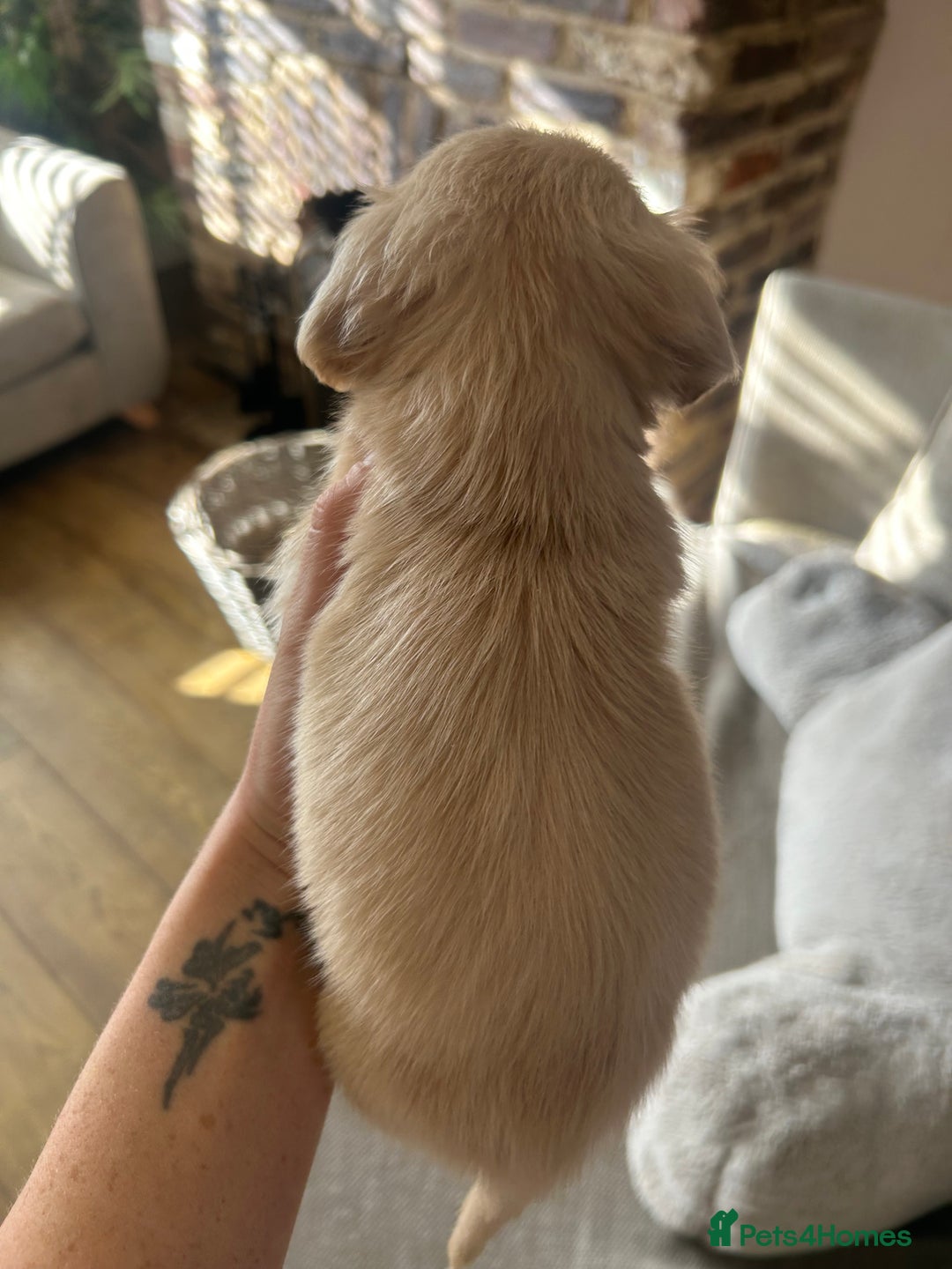 Miniature Dachshund dogs for sale: long haired miniature dachshund puppies - Image 3