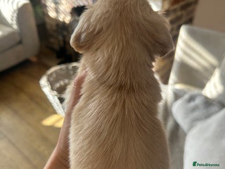 Miniature Dachshund dogs long haired miniature dachshund puppies - Advert 4