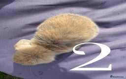 Mini Lop rabbits for sale: 5 Mini Lop baby rabbits ready 17th SEPT - Image 6