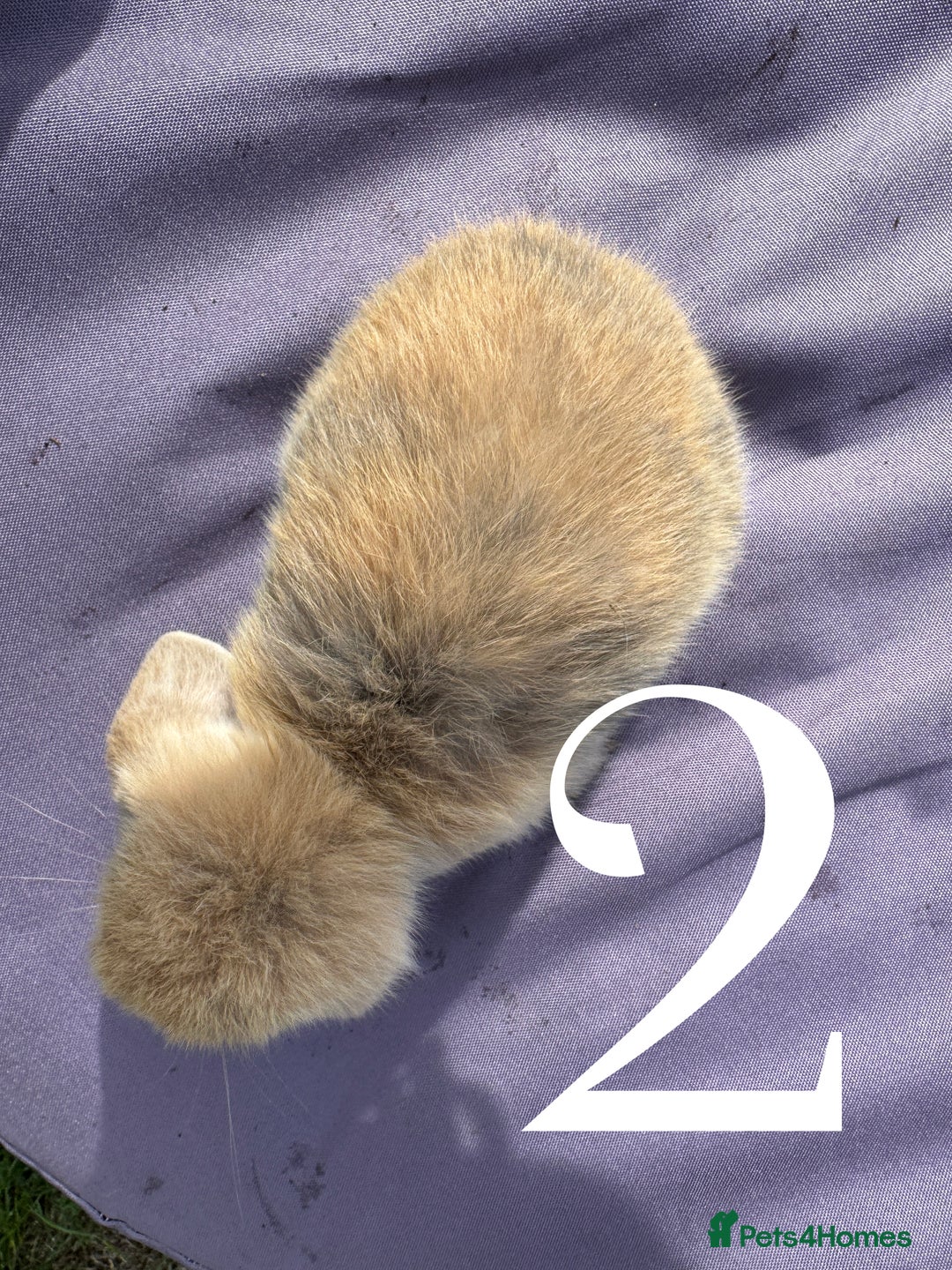 Mini Lop rabbits for sale: 5 Mini Lop baby rabbits ready 17th SEPT - Image 6