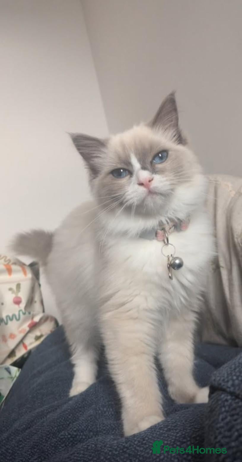 Ragdoll cats Beautiful Ragdoll  - Advert 1