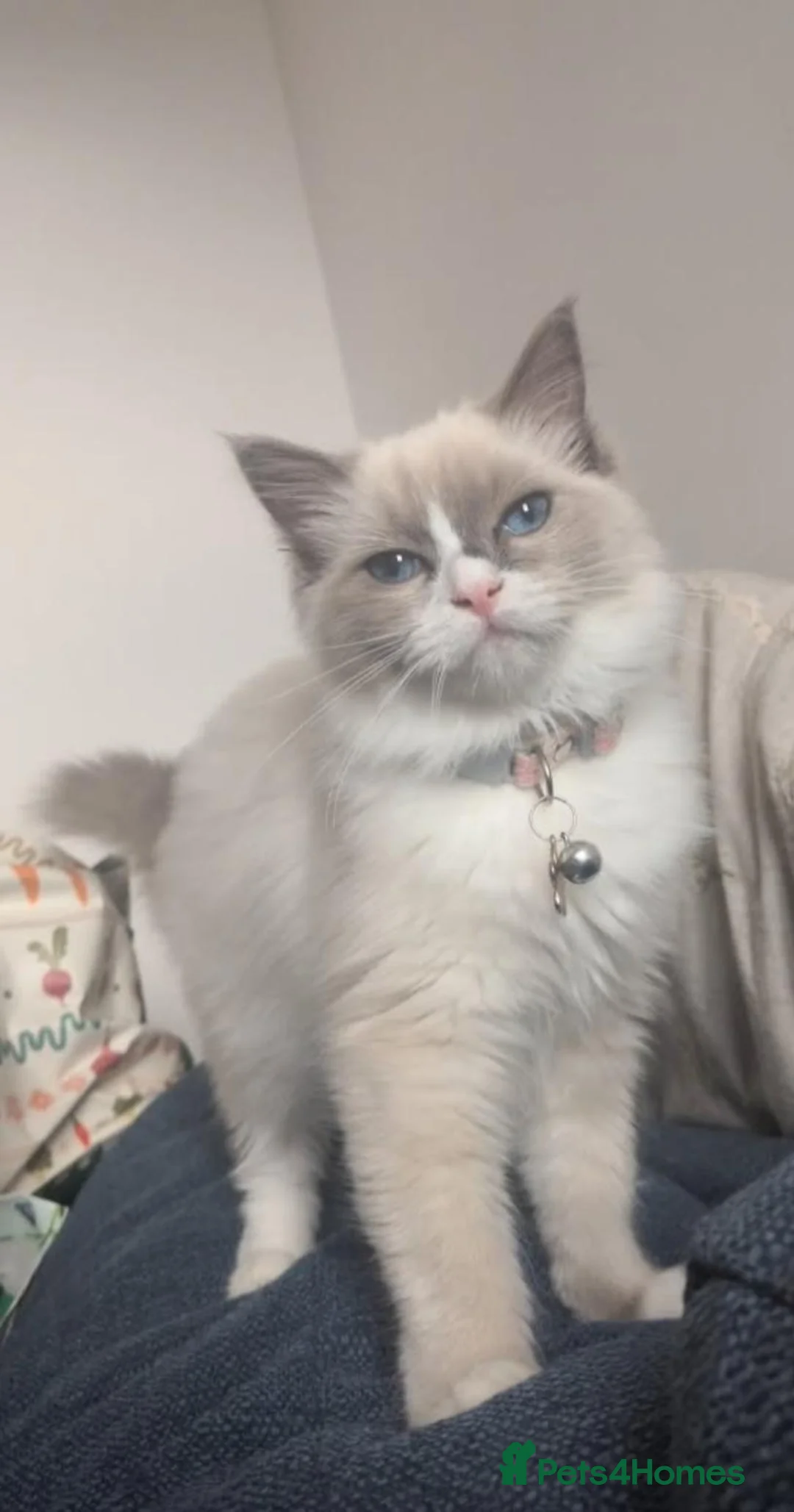 Ragdoll cats for sale: Beautiful Ragdoll  - Advert 1