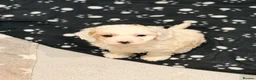 Cavapoo dogs for sale: Health tested Cavapoo puppies - Advert 19