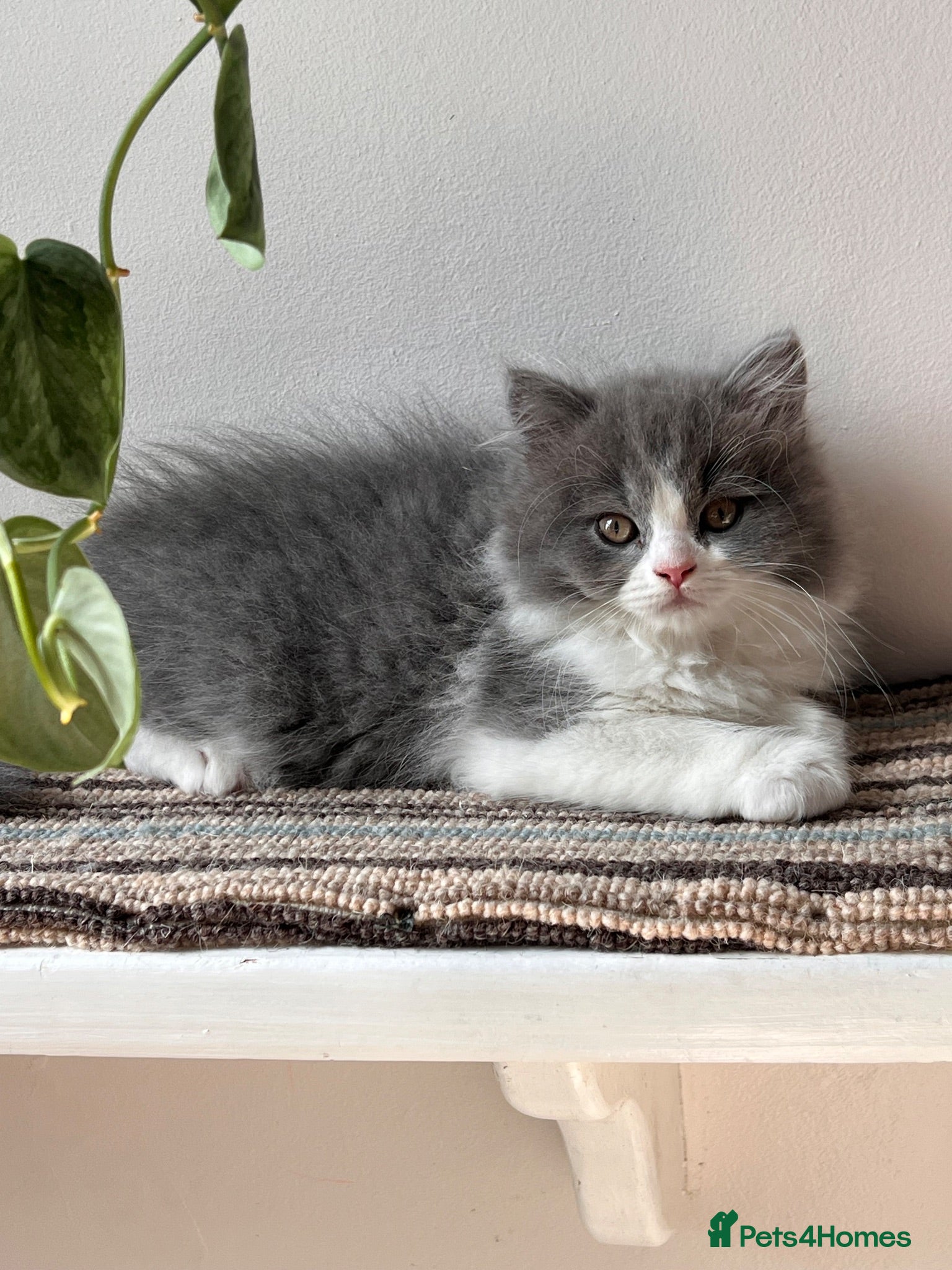 Selkirk Rex cats Gorgeous Selkirk rex kittens 😻 - Advert 2