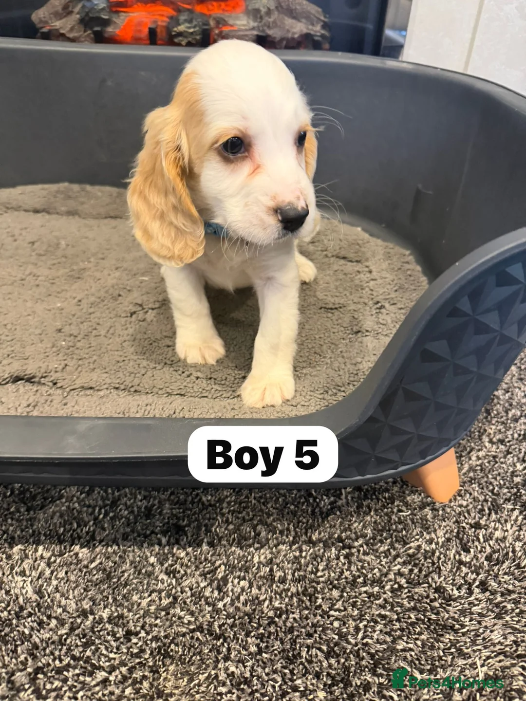 Cocker Spaniel dogs for sale: Beautiful adorable show type cocker spaniels - Advert 37