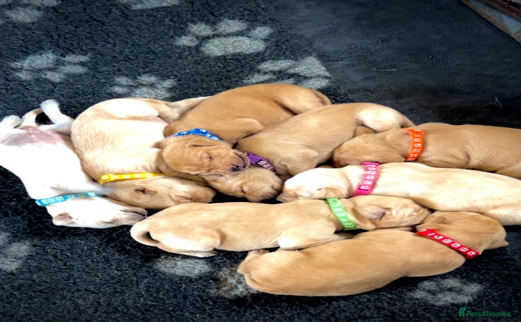 Mixed Breed dogs - Advert 1