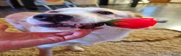 Mixed Breed dogs for adoption: Sweet Little OLAF – Hit and Run 😡 - Advert 16