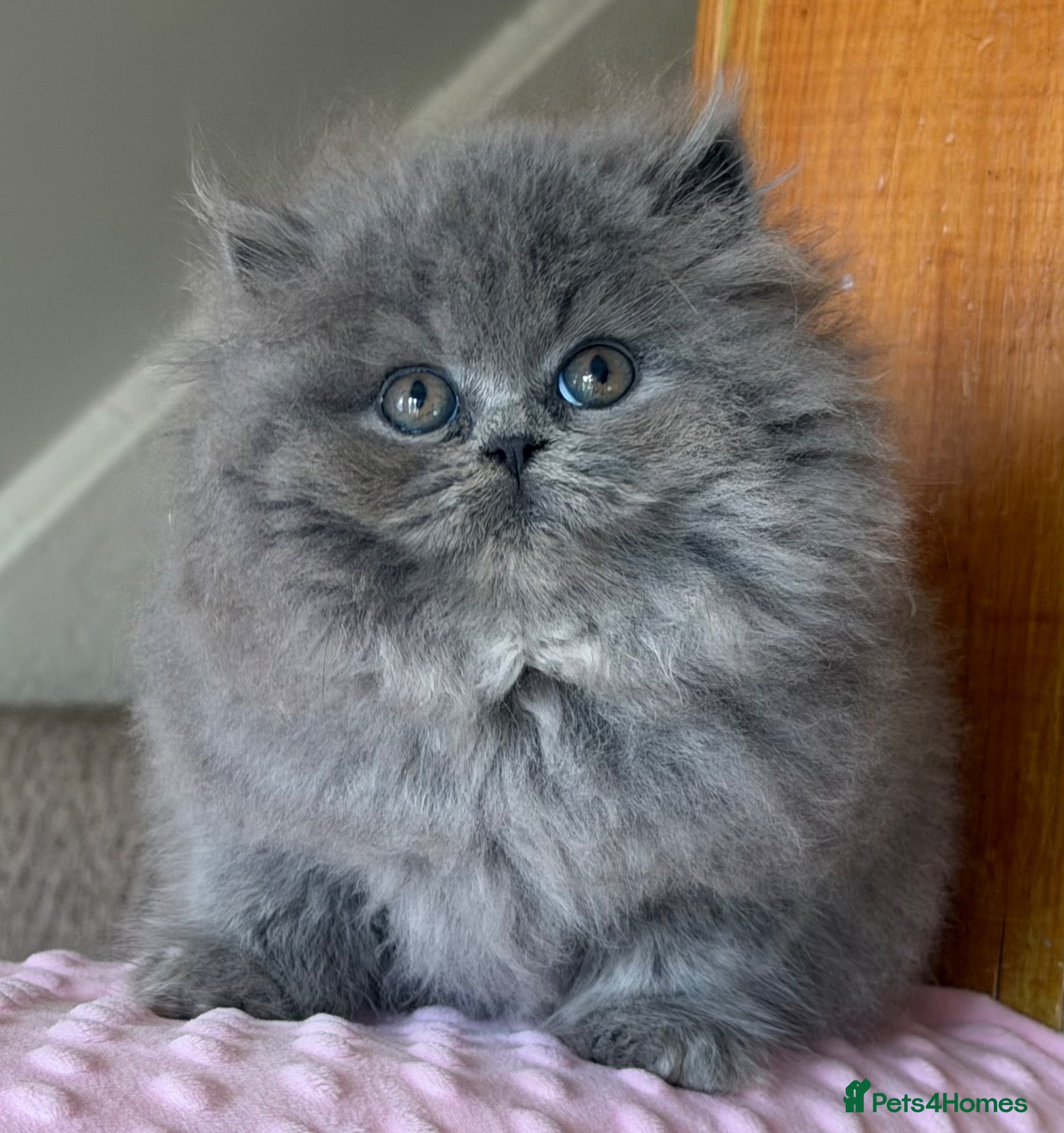 British Longhair cats Beautiful British longhair boy  - Advert 8