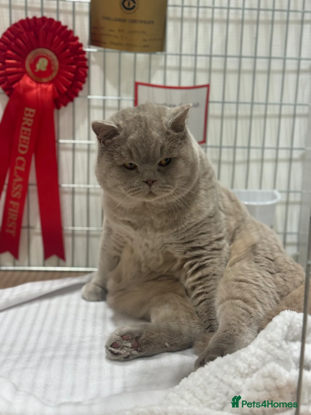 British Shorthair cats for stud: Super Fawn import for stud  - Advert 1